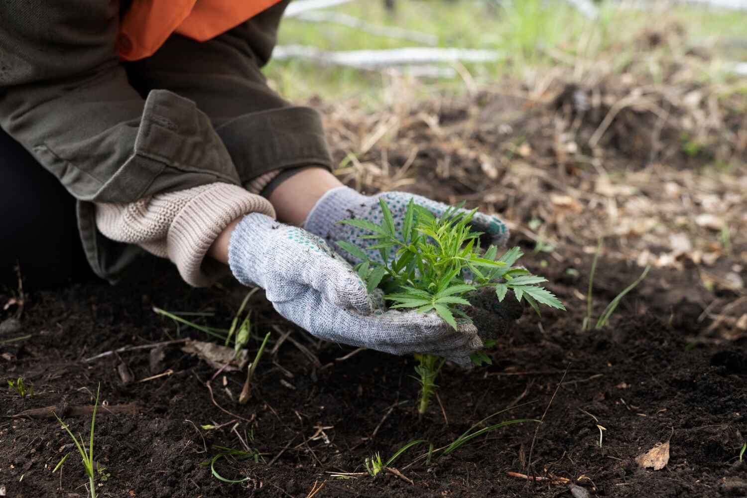 Best Residential Tree Removal  in Port St John, FL